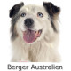 Sticker autocollant, Berger Australien Blanc et Bleu Merle Tête, 4 tailles, 4 possibilités ! Photo + Nom
