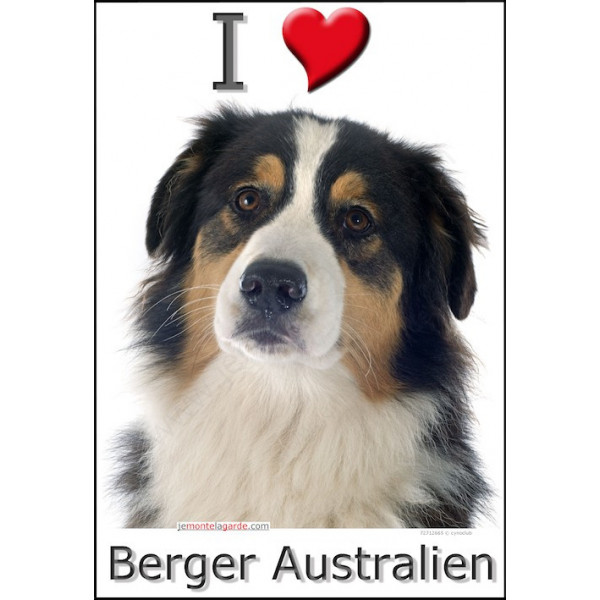 Sticker autocollant, Berger Australien Tricolore Noir Tête, 4 tailles, 4 possibilités !