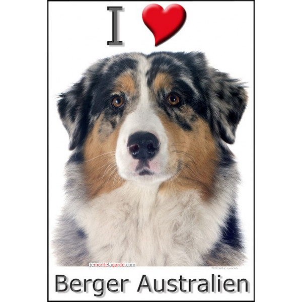 Sticker autocollant, Berger Australien Bleu Merle Tête, 4 tailles, 4 possibilités !