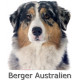 Sticker autocollant, Berger Australien Bleu Merle Tête, 4 tailles, 4 possibilités ! Photo + nom