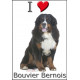 Sticker autocollant, Bouvier Bernois Assis, 4 tailles, 4 possibilités ! adhésif
