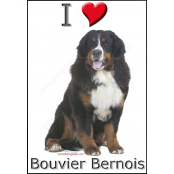 "I love Bouvier Bernois" Sticker photo 4 tailles, 4 possibilités !
