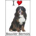 "I love Bouvier Bernois" Sticker photo 4 tailles, 4 possibilités !