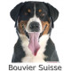 Sticker autocollant, Bouvier Suisse Tête, 4 tailles, 4 possibilités ! Photo + nom