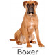 Sticker autocollant, Boxer Fauve Assis, 4 tailles, 4 possibilités ! Photo + Nom
