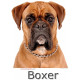 Sticker autocollant, Boxer Fauve Tête, 4 tailles, 4 possibilités ! Photo + nom