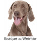 Sticker autocollant, Braque de Weimar Tête, 4 tailles, 4 possibilités ! tête + nom
