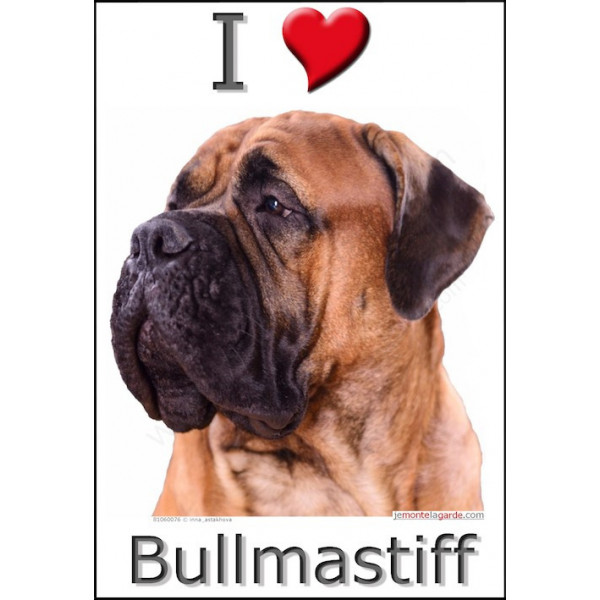 Bullmastiff Fauve Tête, sticker photo autocollant, 4 tailles, 4 possibilités ! adhésif race
