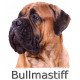 Bullmastiff Fauve Tête, sticker photo autocollant, 4 tailles, 4 possibilités ! adhésif race