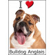 Sticker autocollant, Bulldog Anglais Fauve Tête, 4 tailles, 4 possibilités !