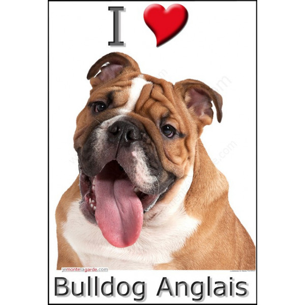 Sticker autocollant, Bulldog Anglais Fauve Tête, 4 tailles, 4 possibilités !