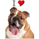 Sticker autocollant, Bulldog Anglais Fauve Tête, 4 tailles, 4 possibilités ! photo tête + I love