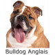 Sticker autocollant, Bulldog Anglais Fauve Tête, 4 tailles, 4 possibilités ! photo tête + nom race