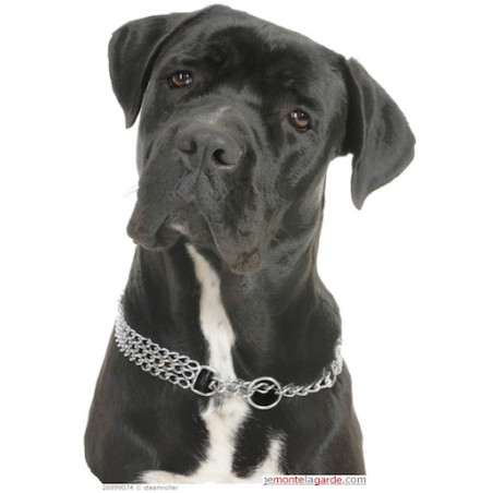 "I love Cane Corso" Sticker photo 16 cm C "I love Cane Corso" Sticker photo 16 cm C