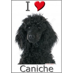 "I love Caniche" Sticker photo 4 tailles, 4 possibilités !