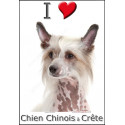 "I love Chien Chinois à Crête" Sticker photo 4 tailles, 4 possibilités !