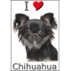 Sticker autocollant, Chihuahua Poils Longs Noir et Feu Tête, 4 tailles, 4 possibilités !