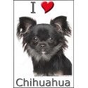 "I love Chihuahua" Sticker photo 4 tailles, 4 possibilités !