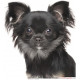 Sticker autocollant, Chihuahua Poils Longs Noir et Feu Tête, 4 tailles, 4 possibilités ! Photo seule