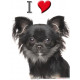 Sticker autocollant, Chihuahua Poils Longs Noir et Feu Tête, 4 tailles, 4 possibilités ! Photo + I love