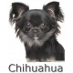 Sticker autocollant, Chihuahua Poils Longs Noir et Feu Tête, 4 tailles, 4 possibilités ! Photo + nom race