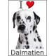 Sticker autocollant, Dalmatien Tête, 4 tailles, 4 possibilités !