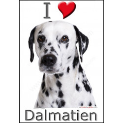 Sticker autocollant, Dalmatien Tête, 4 tailles, 4 possibilités !