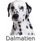 Sticker autocollant, Dalmatien Tête, 4 tailles, 4 possibilités ! Photo + nom race