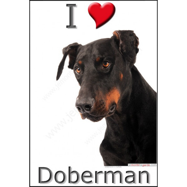 Sticker autocollant "I ❤️ Doberman", 3 tailles, 4 possibilités ! Panneau photo adhésif Love
