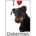 "I love Doberman" Sticker photo 3 tailles, 4 possibilités !