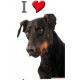 Sticker autocollant "I ❤️ Doberman", 3 tailles, 4 possibilités ! Panneau photo adhésif Love
