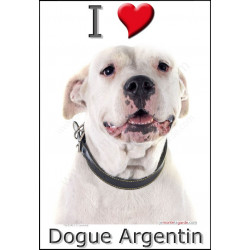 Sticker autocollant, Dogue Argentin Tête, 4 tailles, 4 possibilités !