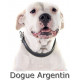 Sticker autocollant, Dogue Argentin Tête, 4 tailles, 4 possibilités ! Photo tête + nom race
