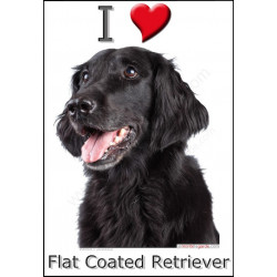 "I love Flat-Coated Retriever" Sticker photo 3 tailles, 4 possibilités !