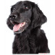 Sticker autocollant, Flat-Coated Retriever Tête, 4 tailles, 4 possibilités ! Photo chien seule