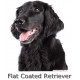 Sticker autocollant, Flat-Coated Retriever Tête, 4 tailles, 4 possibilités ! Photo chien + nom race