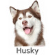 Sticker autocollant, Husky Marron Tête, 4 tailles, 4 possibilités ! Photo chien + nom race