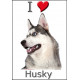 Sticker autocollant, Husky gris Tête, 4 tailles, 4 possibilités !