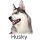 Sticker autocollant, Husky gris Tête, 4 tailles, 4 possibilités ! Photo chien + nom race
