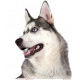 Sticker autocollant, Husky gris Tête, 4 tailles, 4 possibilités ! Photo chien seule