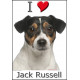 Sticker autocollant, Jack Russell Tricolore Tête, 4 tailles, 4 possibilités !
