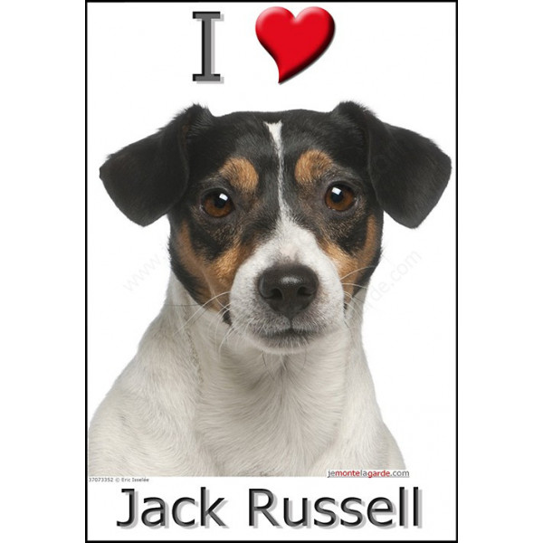 Sticker autocollant, Jack Russell Tricolore Tête, 4 tailles, 4 possibilités !