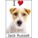 Sticker autocollant, Jack Russell Poils Durs Fauve et Blanc tête, 4 tailles et 4 possibilités