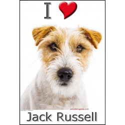 Sticker autocollant, Jack Russell Poils Durs Fauve et Blanc tête, 4 tailles et 4 possibilités