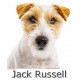 Sticker autocollant, Jack Russell Poils Durs Fauve et Blanc tête, 4 tailles et 4 possibilités, Photo tête + nom race