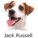 Sticker autocollant, Jack Russell Blanc et Fauve Tête, 4 tailles, 4 possibilités ! Photo + nom race