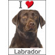 Sticker autocollant, Labrador Marron Chocolat Tête, 4 tailles, 4 possibilités !