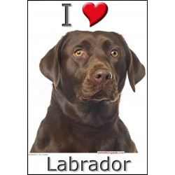 Sticker autocollant, Labrador Marron Chocolat Tête, 4 tailles, 4 possibilités !