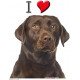 Sticker autocollant, Labrador Marron Chocolat Tête, 4 tailles, 4 possibilités ! Photo + I love