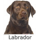 Sticker autocollant, Labrador Marron Chocolat Tête, 4 tailles, 4 possibilités ! Photo + nom race